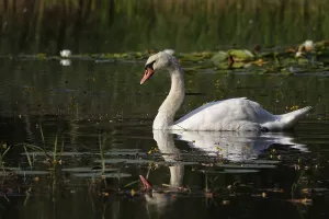 Swan, Lusatian pond landscape, Saxony, Germany