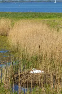 Swan, nest, nature reserve, NSG Geltinger Birk