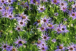 Swan river daisy brachycome iberidifolia