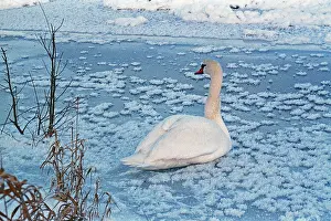 Swan sitting on ice rink, frozen Elbe