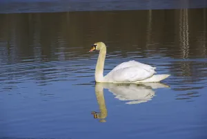 Swan, Swan