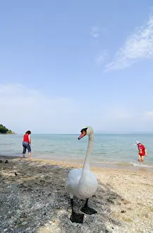 Swan in front of tourists on the shores of the Lago di Garda or Lake Garda