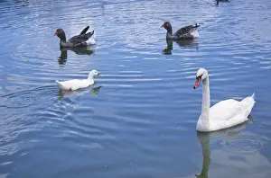 Swans