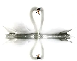 Swans