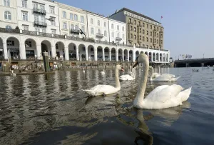 Swans (Cygnini), Binnenalster, Hamburg, Germany