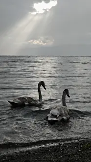 Two swans (Cygnus) swimming in calm lake under grey sky with sun rays breaking through