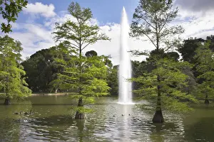 Swans and ducks float in charming lake in the Madrid park