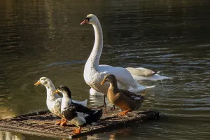 Swans and ducks live in the natural environment