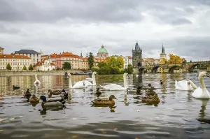 Swans and ducks on Vltava river near Charles Bridge in Prague