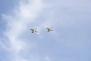 Two swans in flight, Germany, Europe