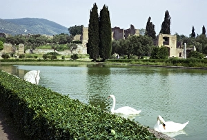 Swans on lake at Hadrian's Villa, Tivoli, Rome, Italy 1974