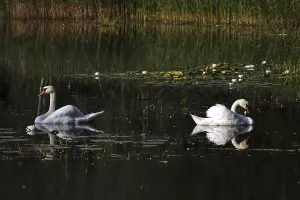 Category Wildlife DE Prints: Swans, Lusatian pond landscape, Saxony, Germany