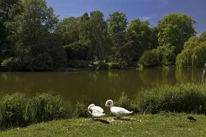 Swans in front of the Maschteich