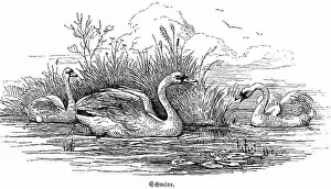 Three swans, pond, lake, reed, water lilies