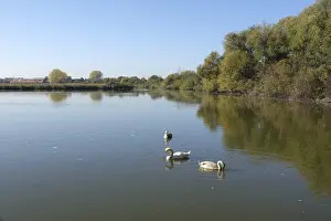Swans on Reinheimer Teich