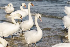 Swans and seagulls at the Baltic sea beach in Sopot