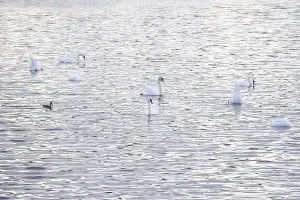 Swans, Summer, Lake Constance, Baden-Wurttemberg