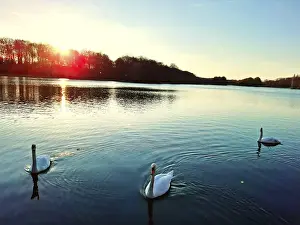 Three swans swim at sunset on a calm lake that reflects the evening sun