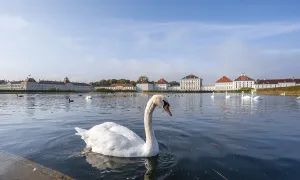 Swans swimming in front of Nymphenburg Palace