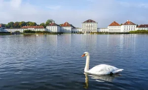 Swans swimming in front of Nymphenburg Palace