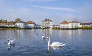 Swans swimming in front of Nymphenburg Palace