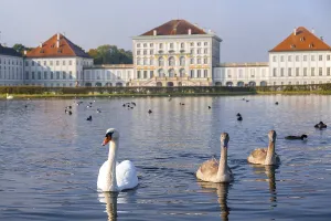 Swans swimming in front of Nymphenburg Palace