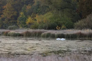 Swans on the Unterhoelzer Weiher