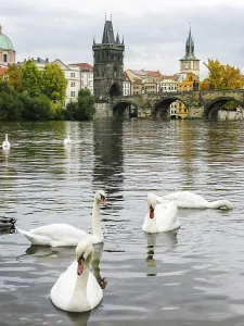 Swans on Vltava river near Charles Bridge in Prague
