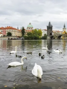 Swans on Vltava river near Charles Bridge in Prague