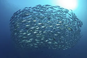 Swarm Bigeye trevallies (Caranx sexfasciatus)