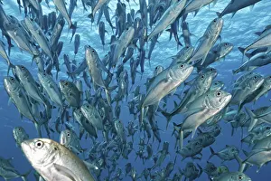 Swarm Bigeye trevallies (Caranx sexfasciatus) in the blue water