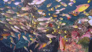 A swarm of colorful fish moves through a coral reef in the ocean