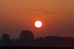 Swarm Cranes (Grus grus), Flight Formation in Sunset