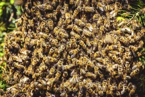 A swarm of European honey bees clinging to a bee queen on a bush closeup