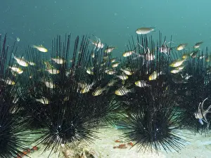 A swarm of fish, flag-fin cardinalfish (Ostorhinchus hoevenii)