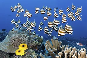 Swarm of fish Pacific bannerfish (Heniochus chrysostomus)