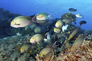 Swarm of fish Yellowfin surgeonfish (Acanthurus xanthopterus)
