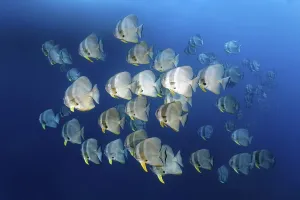 Swarm of Longfin Batfishes (Platax teira)