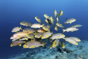 Swarm of Oriental sweetlips (Plectorhinchus vittatus) with Ehrenberg's Snapper (Lutjanus monostigma)