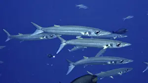 A swarm of slender fish, bigeye barracuda (Sphyraena forsteri)