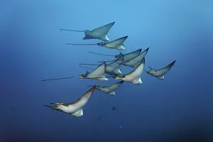 Swarm Spotted eagle rays (Aetobatus narinari)