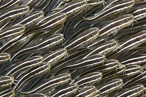 Swarm of striped coral catfish (Plotosus) lineatus)