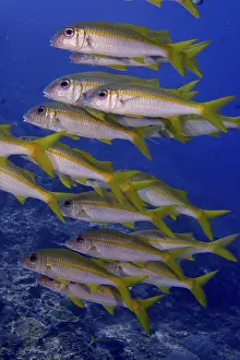 A swarm of yellow fish, yellowtail mullet (Mulloidichthys vanicolensis)