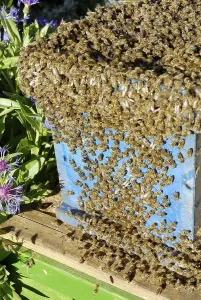 Swarming bees have found a new home