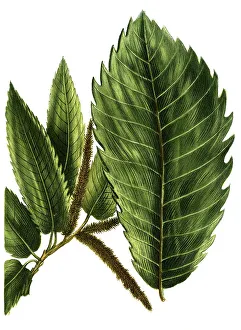 Sweet Chestnut (Castanea sativa) or Sweet Chestnut and Castanea vulgaris