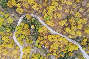Sweet chestnut trees (Castanea sativa) in autumnal colours