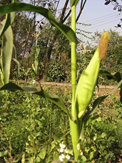 Sweet Corn, Varun Farm House, Panvel