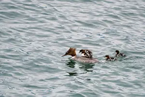 Sweet ducks swimming in Lake Como in Italy
