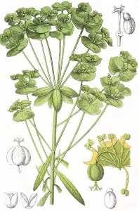 Sweet Spurge (Euphorbia dulcis)