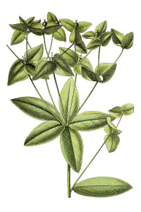 Sweet spurge (Euphorbia dulcis)